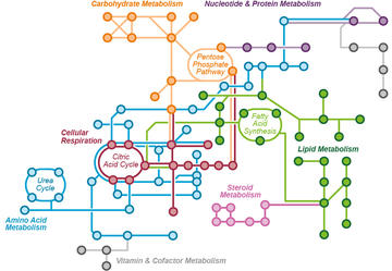 Image of metabolic pathways